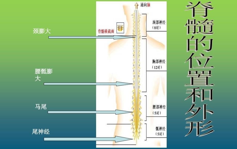 脊髓损伤业务学习_第5页