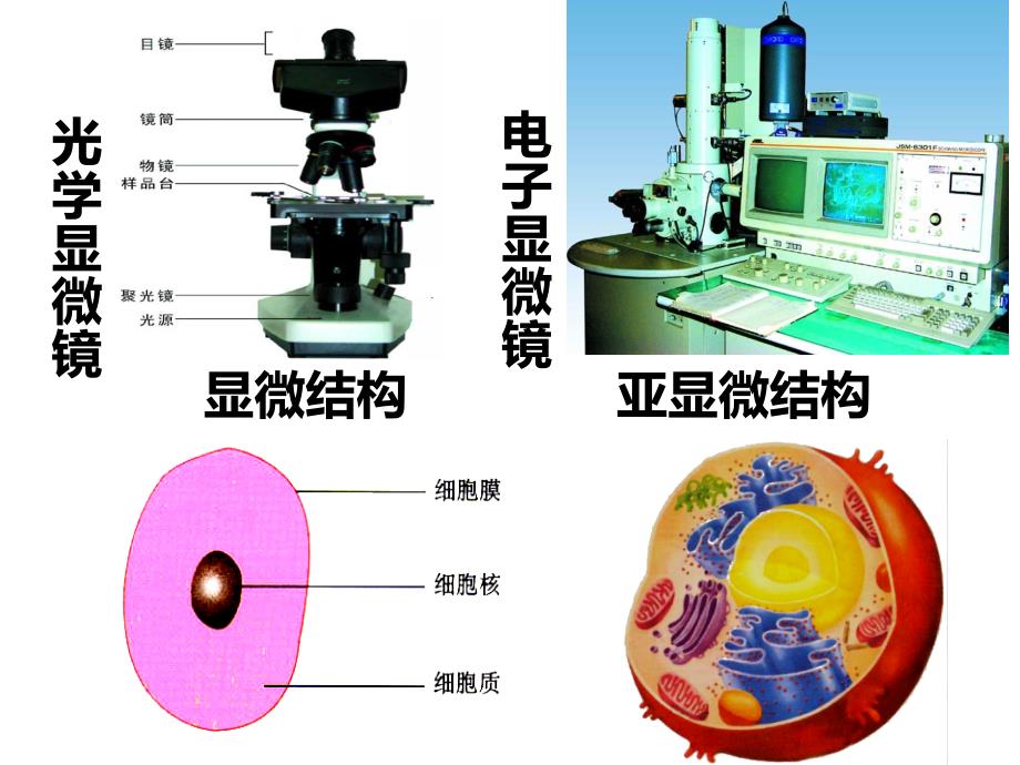 细胞核和细胞器课件_第4页