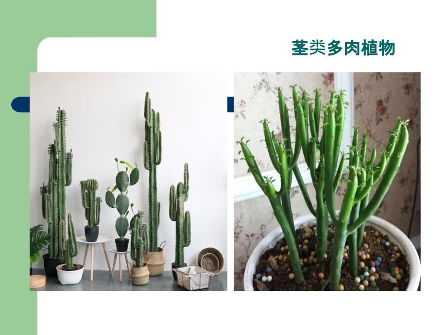 多肉植物(幼儿园).ppt_第3页