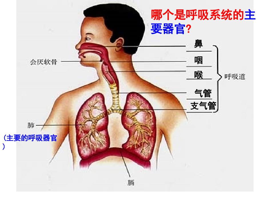 发生在肺内的气体交换课件_第2页