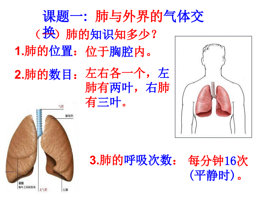 发生在肺内的气体交换课件_第3页