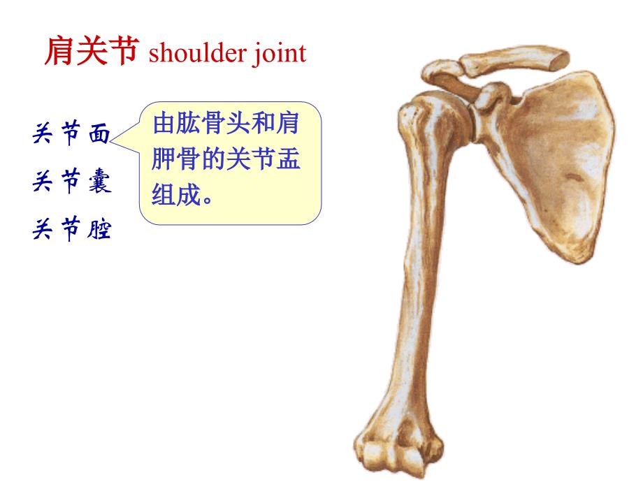 肩关节基础医学医药卫生_第1页