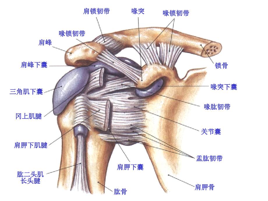 肩关节基础医学医药卫生_第3页