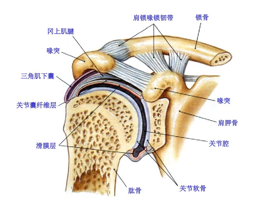 肩关节基础医学医药卫生_第4页