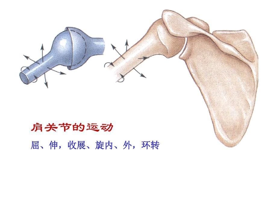 肩关节基础医学医药卫生_第5页