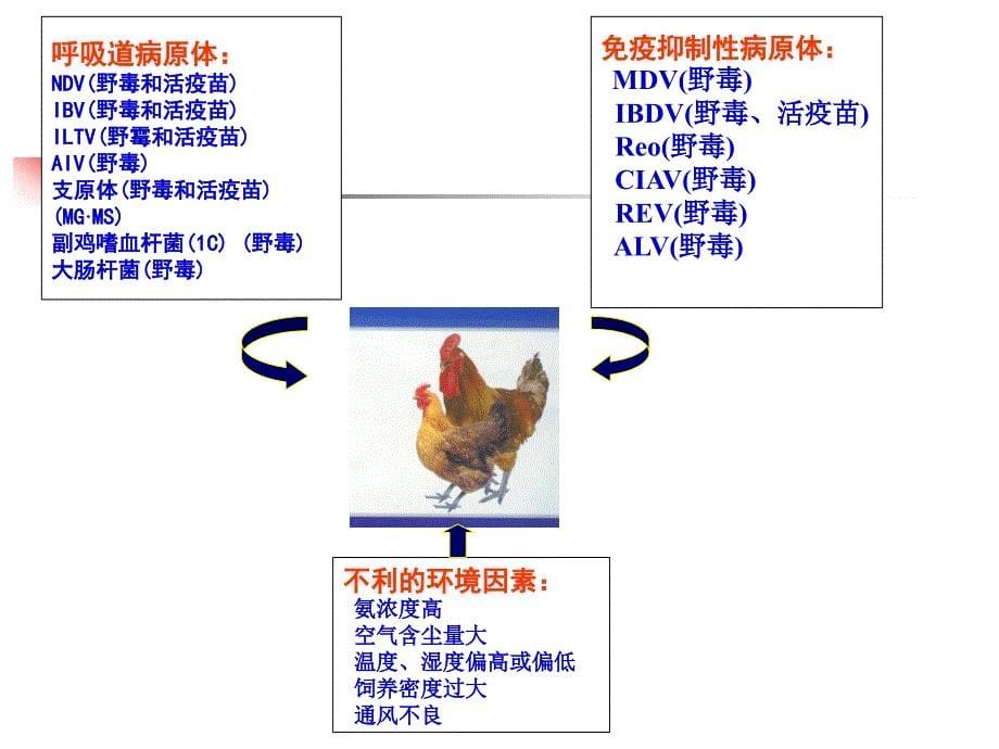 鸡毒支原体与滑液囊支原体的危害及控制措施_第5页