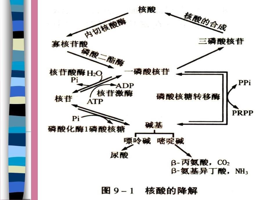 核苷酸代谢3ppt课件_第5页