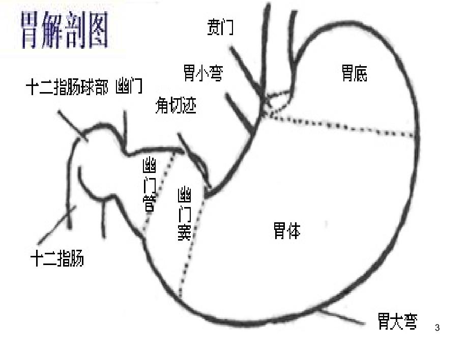 胃炎的饮食治疗ppt课件_第3页