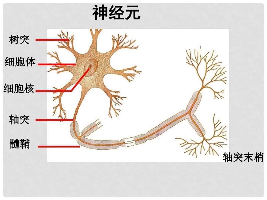 江苏省宿迁市马陵中学高考生物专题复习 通过神经系统的调节课件_第5页