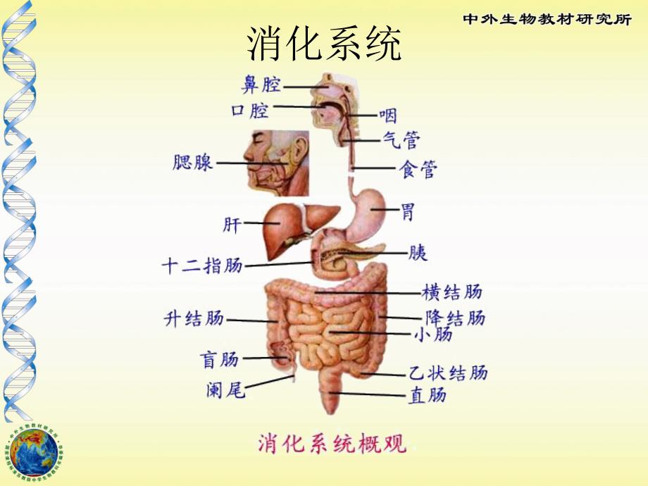 消化系统组成及结构_第2页