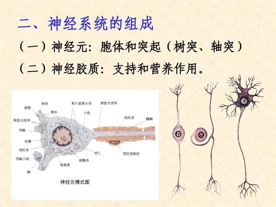 人体解剖学教学课件：脊髓_第5页