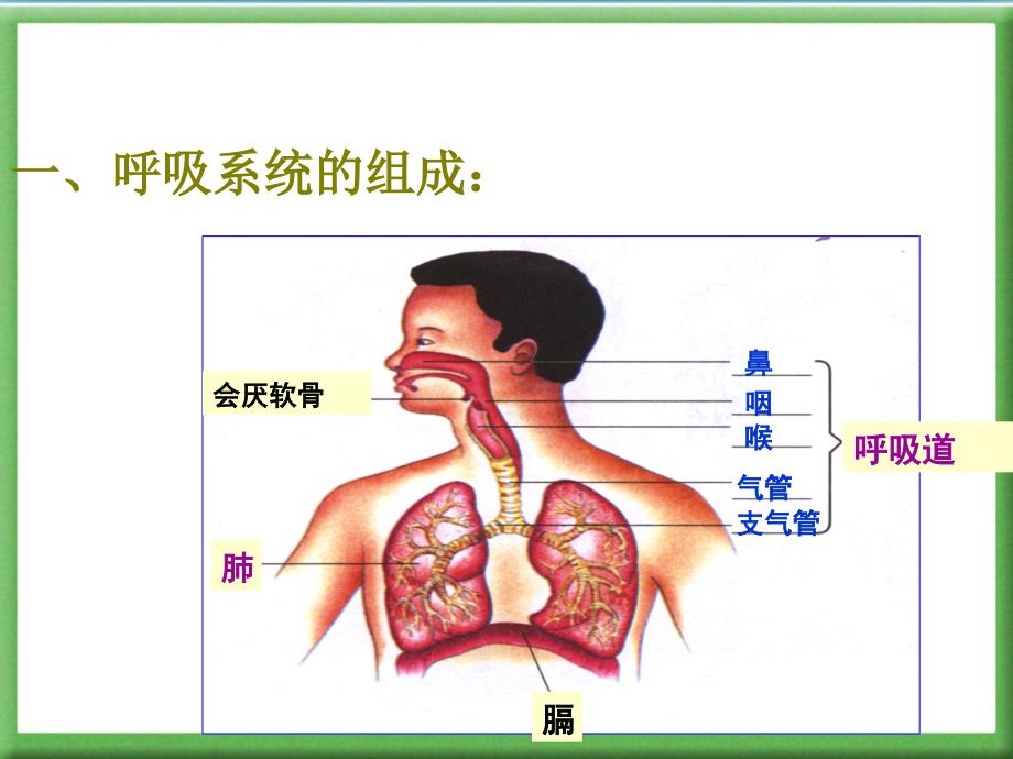 《人体的呼吸》复习用课件_第3页