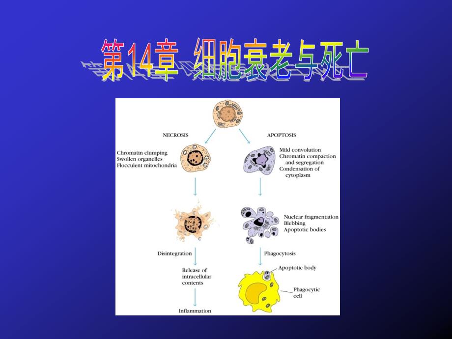 细胞生物学：第14章 细胞衰老与死亡_第2页