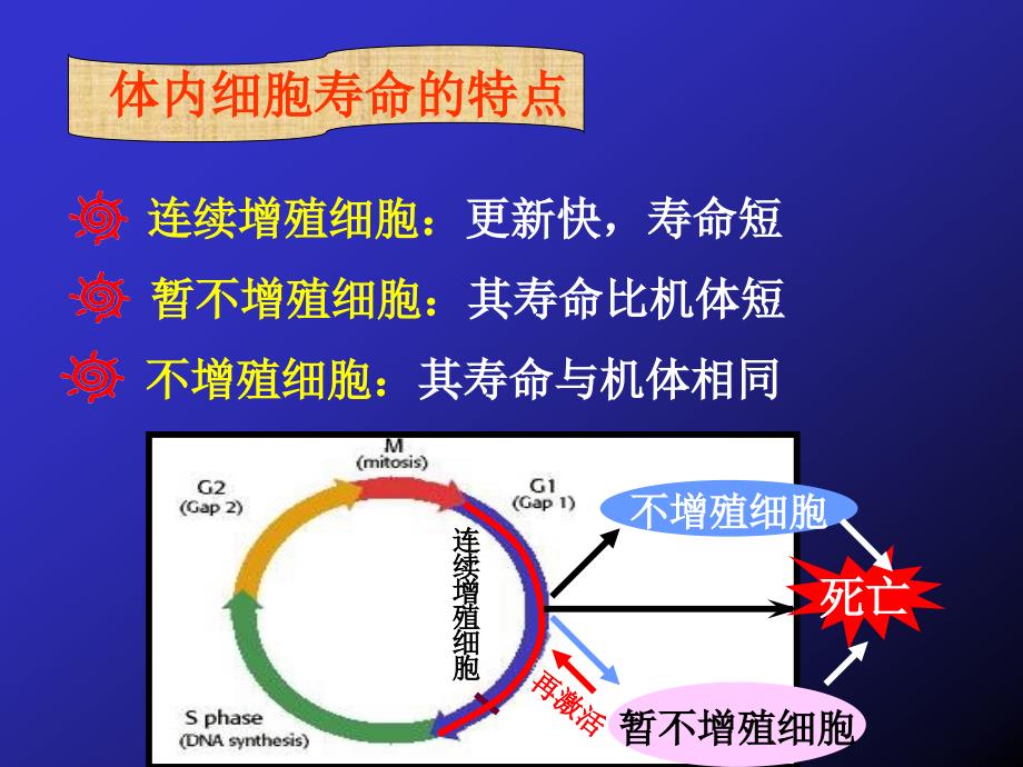 细胞生物学：第14章 细胞衰老与死亡_第4页