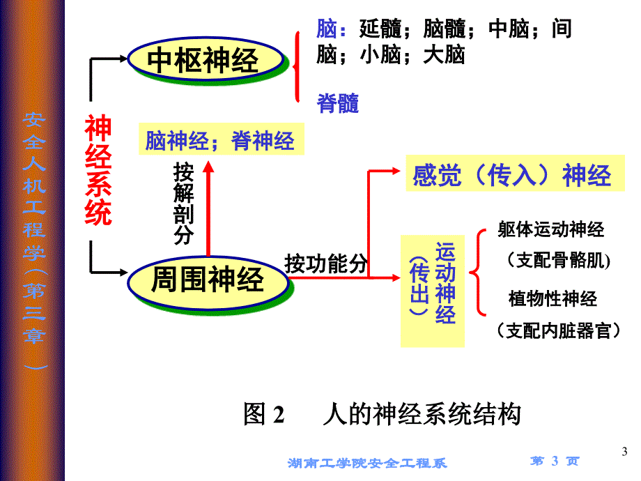 人的生理心理因数及生物能力学特征_第3页