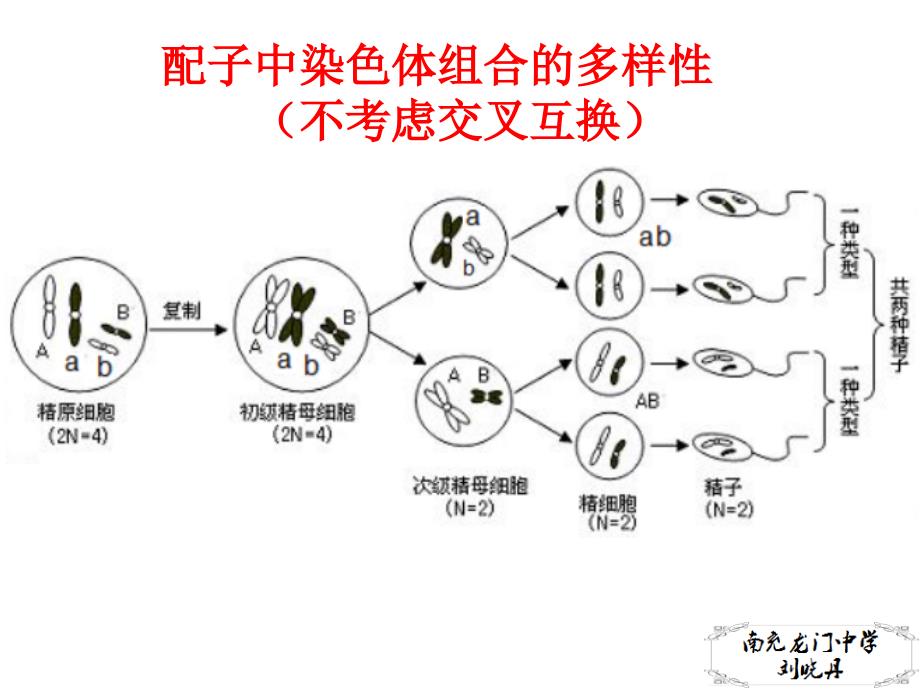 2.1.5减数分裂异常情况分析PPT优秀课件_第2页