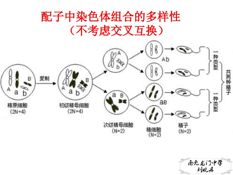 2.1.5减数分裂异常情况分析PPT优秀课件_第3页