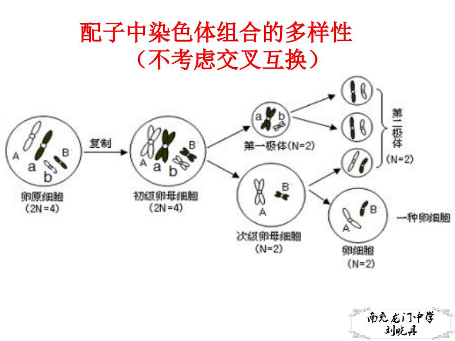 2.1.5减数分裂异常情况分析PPT优秀课件_第4页