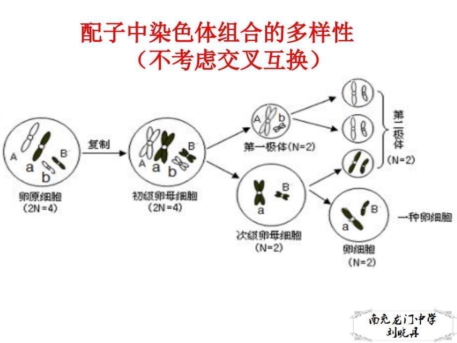 2.1.5减数分裂异常情况分析PPT优秀课件_第5页