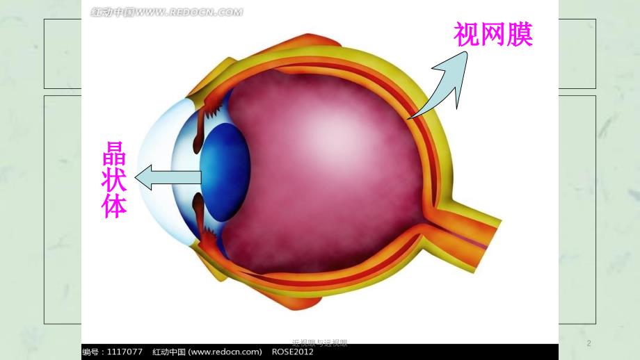 近视眼与远视眼课件_第2页