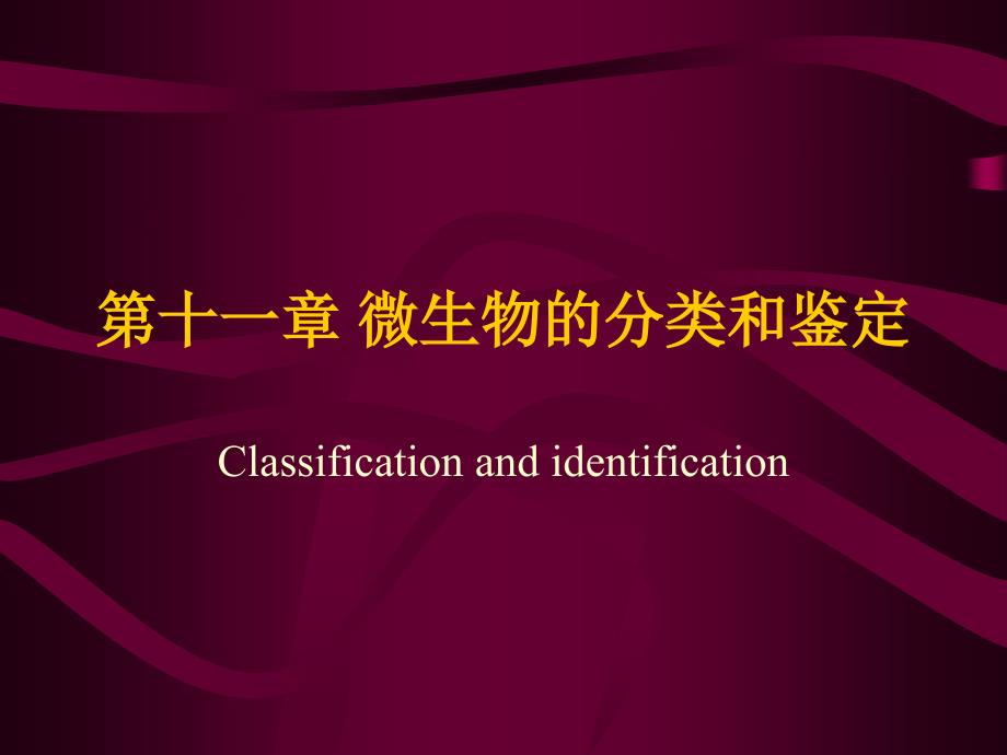 微生物的分类和鉴定.ppt_第1页