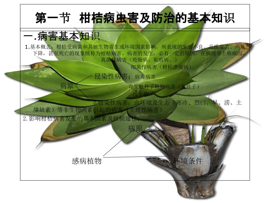 防寒防冻与冬季保叶_第2页