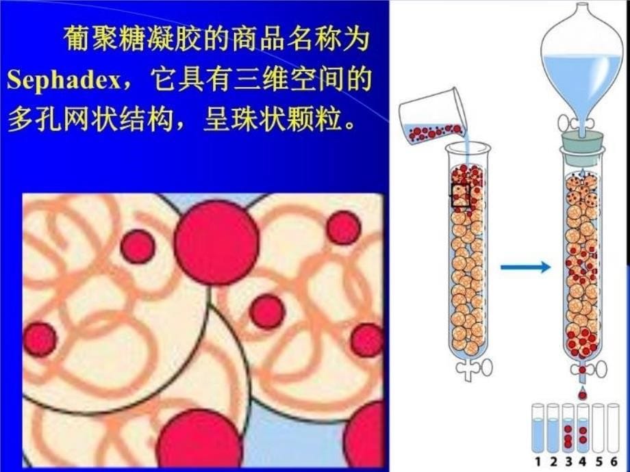 最新实验3. 凝胶过滤法使蛋白质脱盐PPT课件_第5页