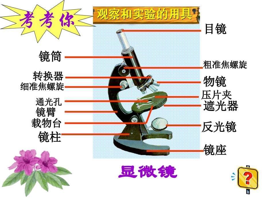 ketang练习使用显微镜(6)_第5页