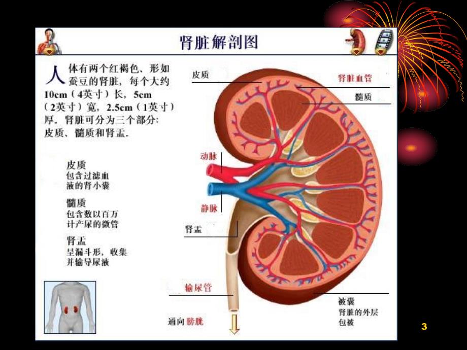 手术室护理操作肾切除术参考PPT_第3页