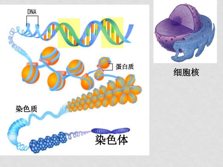 细胞增殖(台州)肖连刚细胞增殖（自己）_第5页