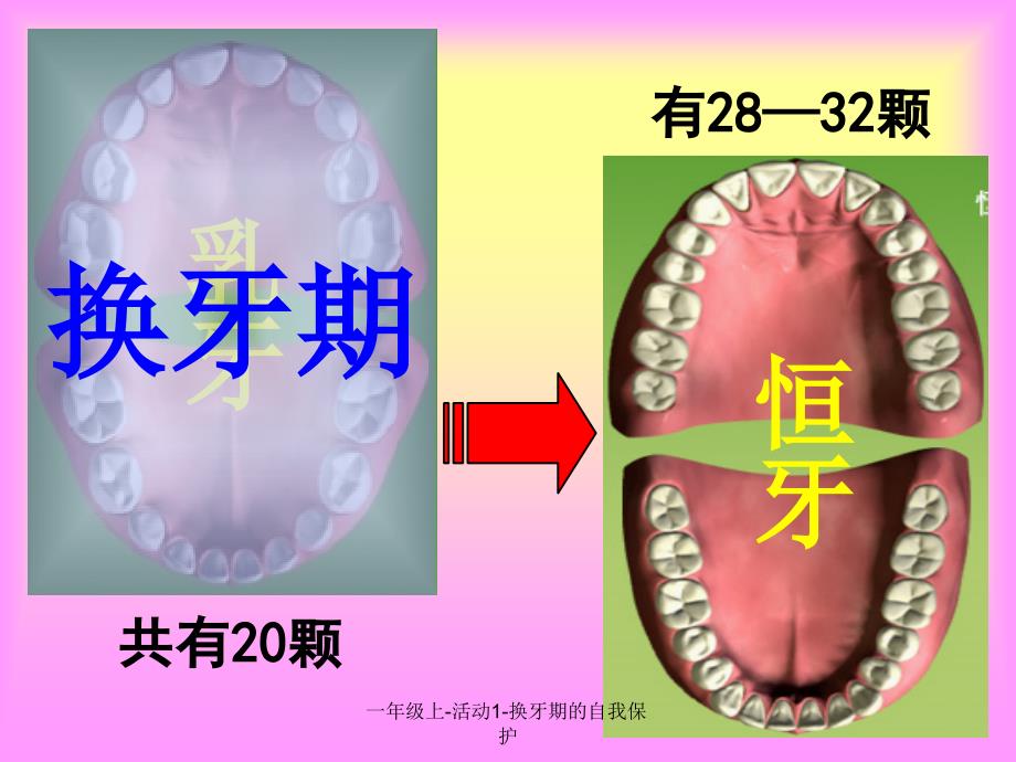 一年级上-活动1-换牙期的自我保护_第3页