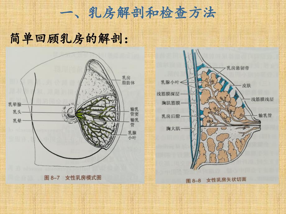 急性乳腺炎课件_第3页