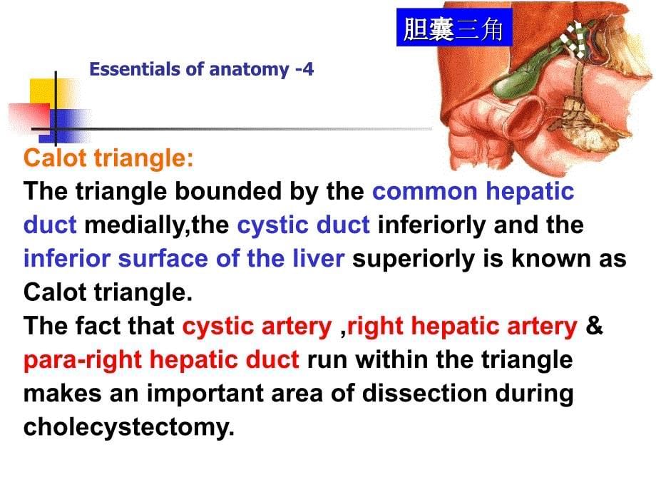 外科课件：第49张胆道疾病_第5页