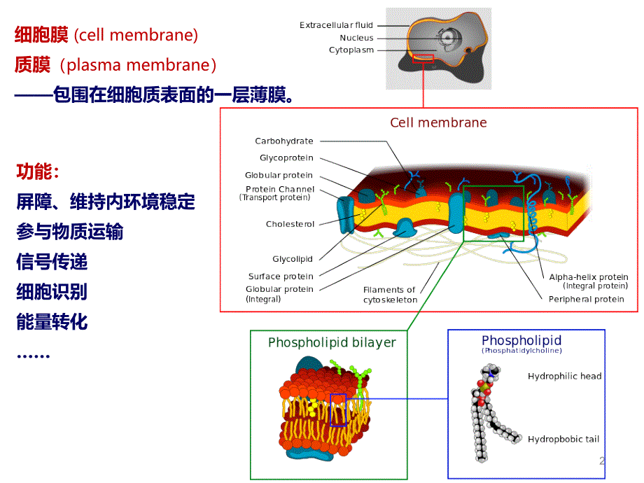 细胞生物学课件 4细胞膜与物质的跨膜运输_第2页