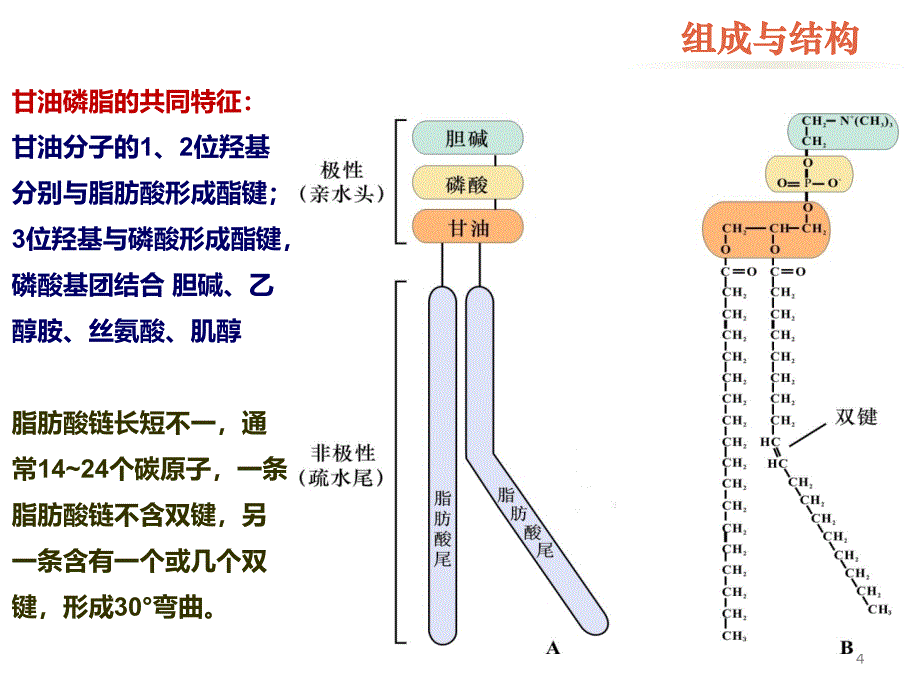 细胞生物学课件 4细胞膜与物质的跨膜运输_第4页