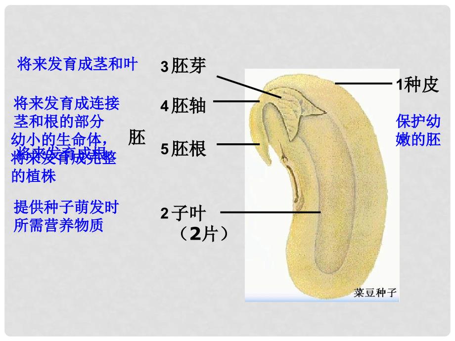 七年级生物上册 第三单元 第一章 第二节 种子植物（第1课时）教学课件 （新版）新人教版_第4页