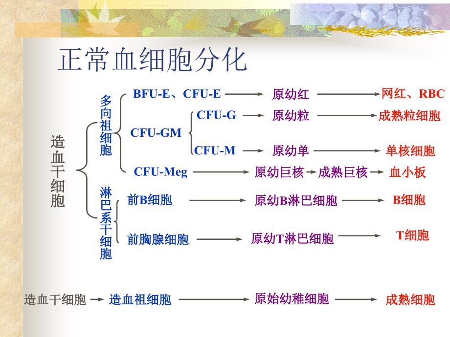 造血系统恶性肿瘤_第2页