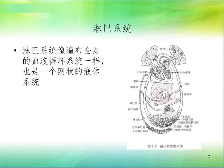 淋巴系统课堂PPT_第2页