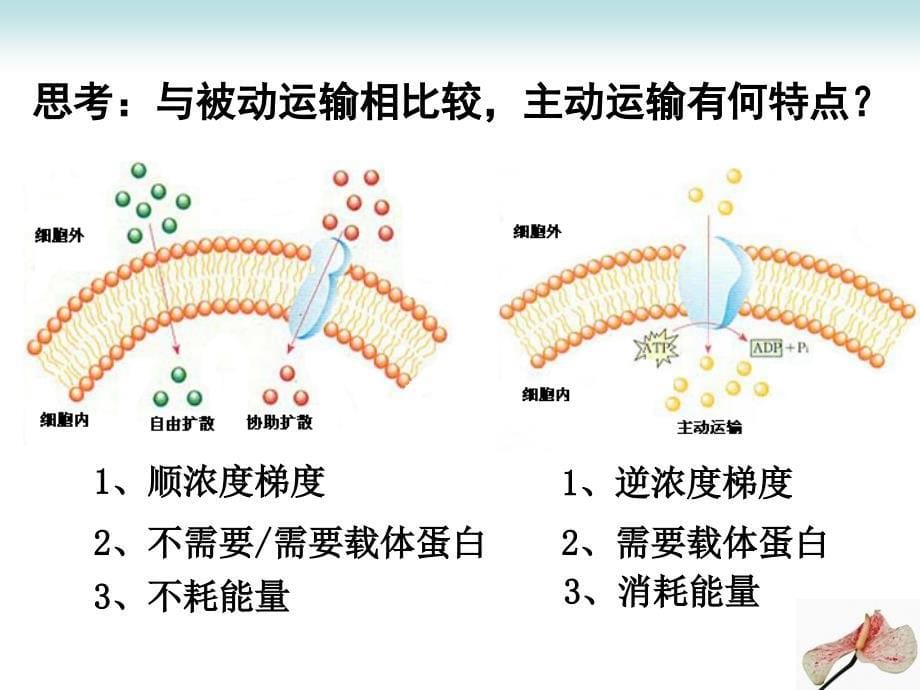 自然科学生物细胞代谢专题_第5页