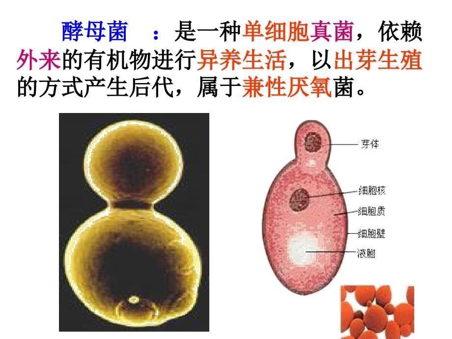 4.2ATP的主要来源细胞呼吸_第5页