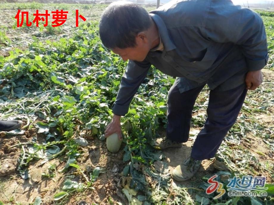 青岛出版社小学科学三年级下册土壤的种类课件_第3页