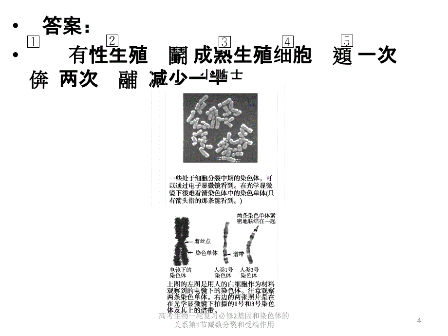 高考生物一轮复习必修2基因和染色体的关系第1节减数分裂和受精作用课件_第4页