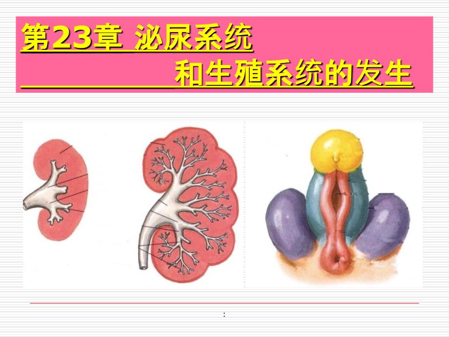 泌尿生殖发生ppt课件_第2页