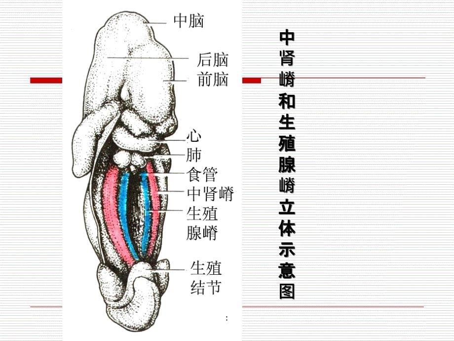 泌尿生殖发生ppt课件_第5页