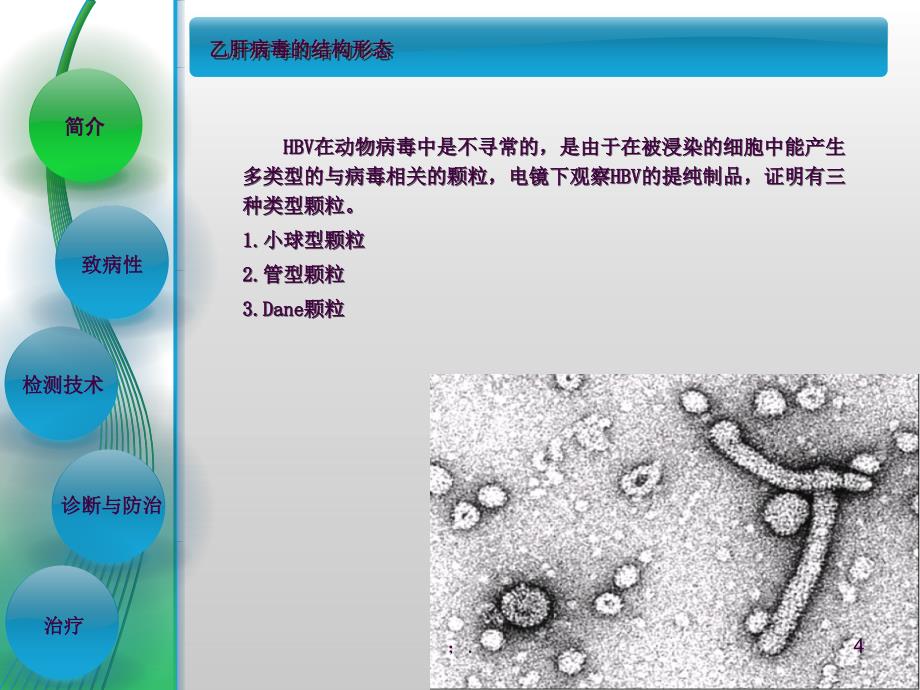 乙型肝炎病毒ppt课件_第4页