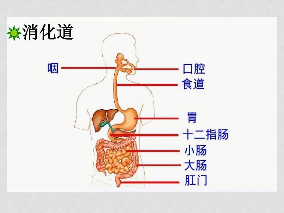 七年级生物下册：第四单元第二章第二节消化和吸收7课件 人教版_第5页