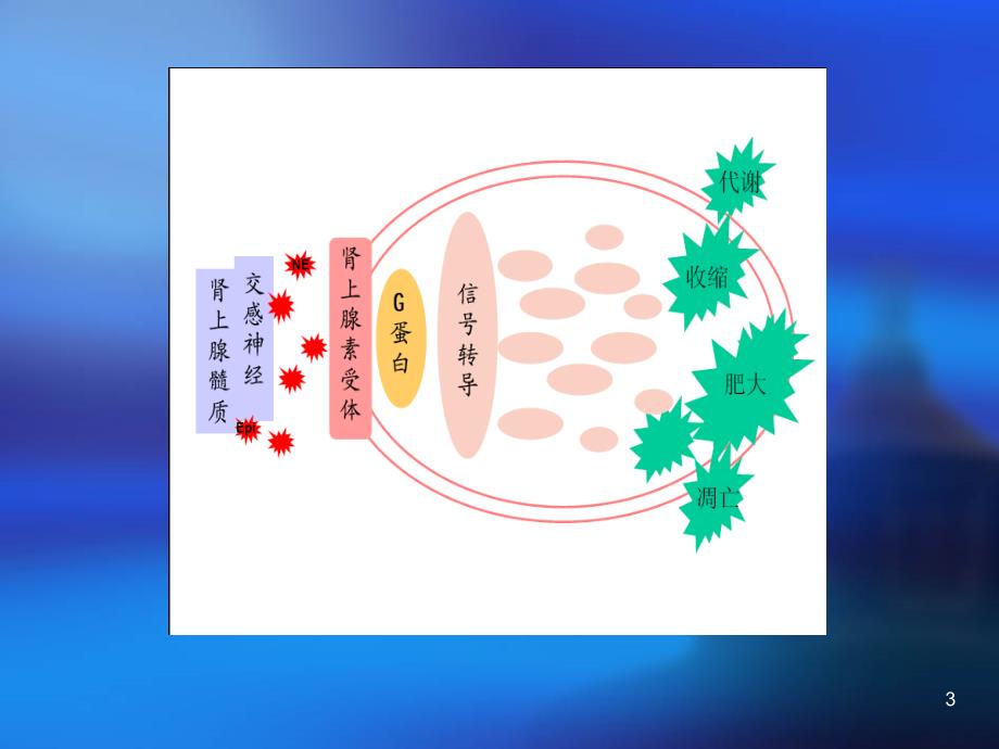 肾上腺素受体ppt课件_第3页