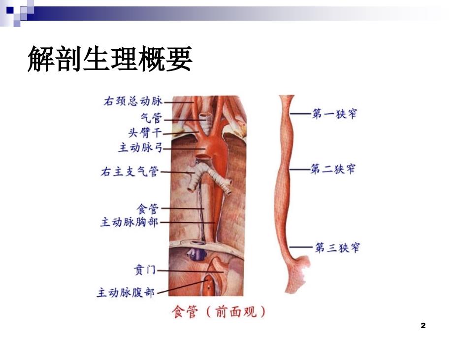 食道癌 ppt课件_第2页