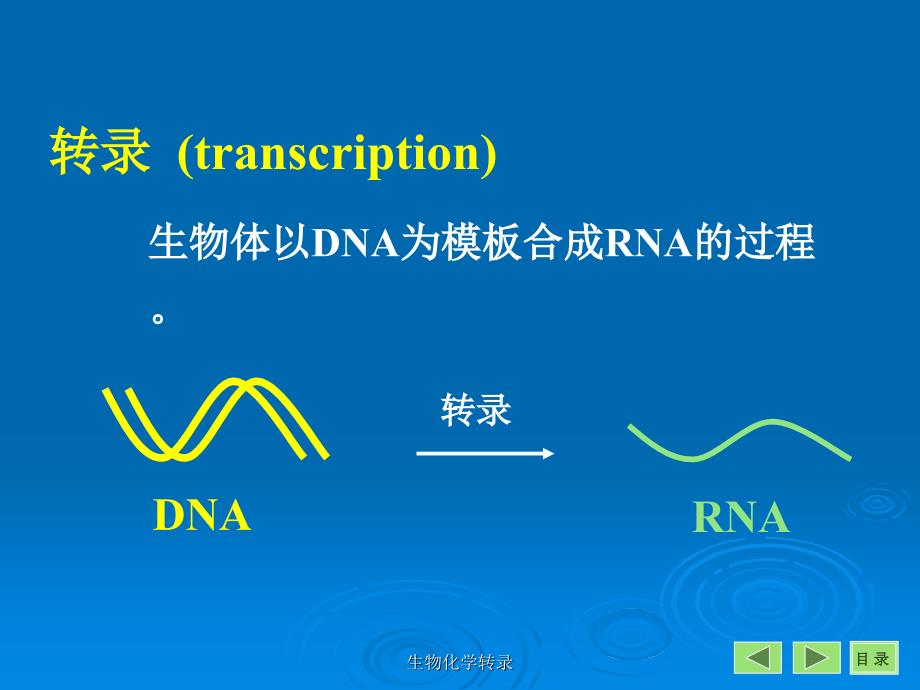 生物化学转录课件_第3页