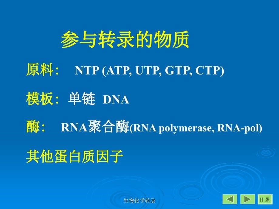 生物化学转录课件_第5页